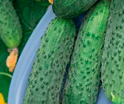 Огурец Шустрец Молодец F1