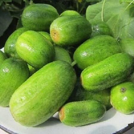 Огурец Смайлик F1