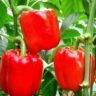 Перец Аполлон F1