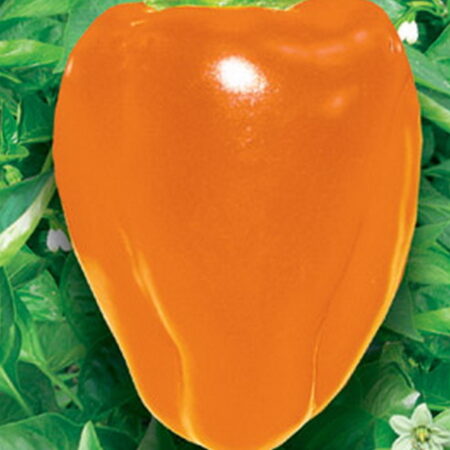 Перец Бычок