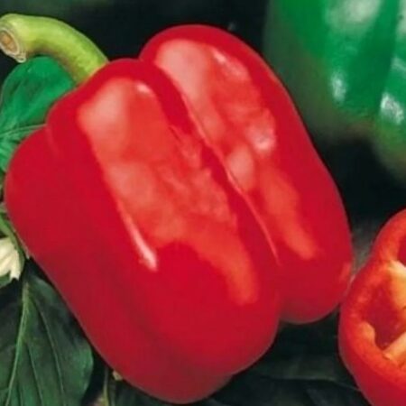 Перец Красное Чудо