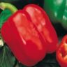 Перец Красное Чудо