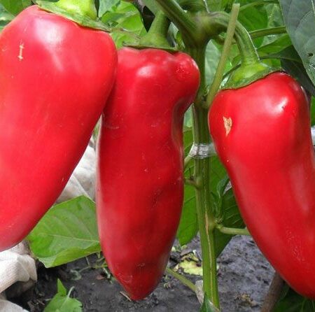 Перец Купец