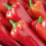 Перец Сладкий Сочник