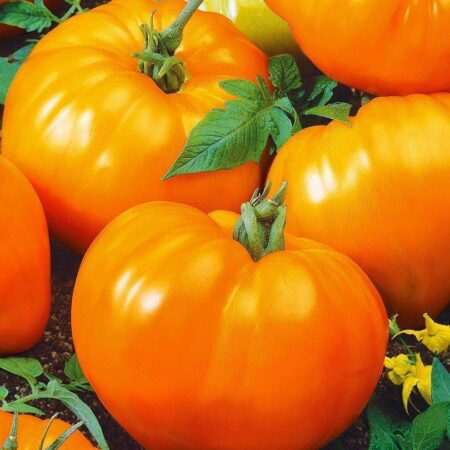 Томат Алтайский Оранжевый
