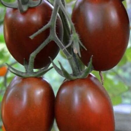 Томат Де Барао Черный