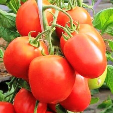 Томат Детская сладость