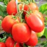 Томат Детская сладость