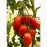Томат Императрица F1