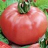 Томат Красавец мясистый