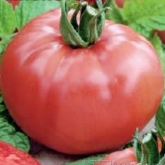 Томат Красавец мясистый
