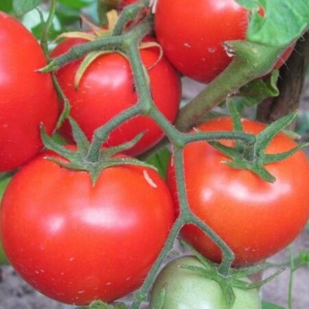 Томат Санька