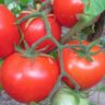 Томат Санька
