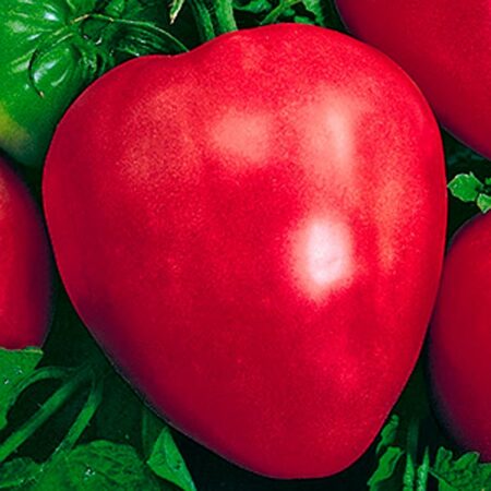Томат Воловье Сердце